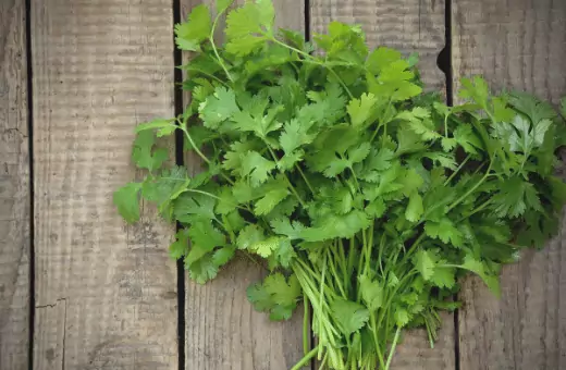 cilantro is a replacement for arugula.