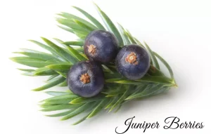 Juniper berries a popular fruit