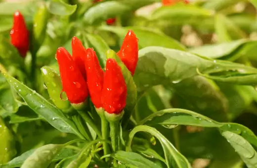 malagueta pepper is a good thai chili substitute.