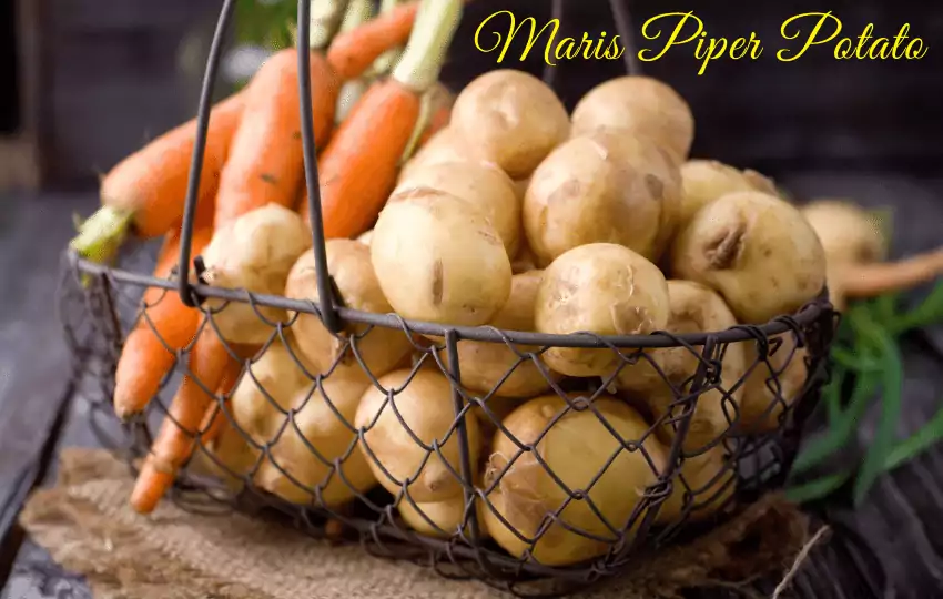maris piper potato is a popular food in kitchen