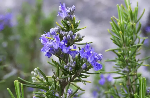 rosemary is a fragrant herb often used as a substitute for juniper berries. it has a similar flavor and can be used in the same way.
