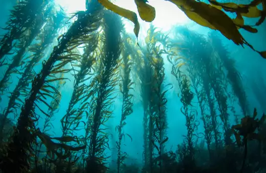 kelp is a perfect substitute for wakame seaweed.