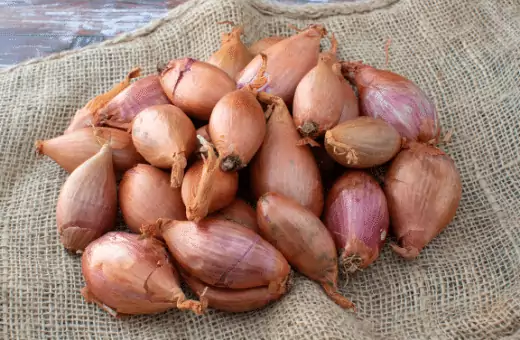 shallot is an identical replacement for green onions.