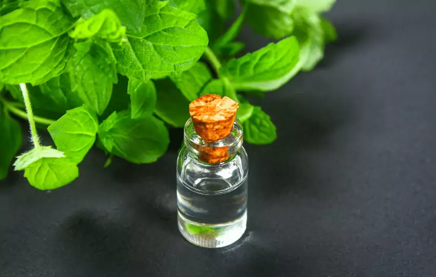 Peppermint extract is a flavoring agent made from the essential oil of peppermint leaves.