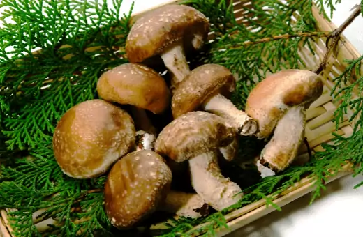 shiitake mushrooms is a perfect substitute for maitake mushroom.