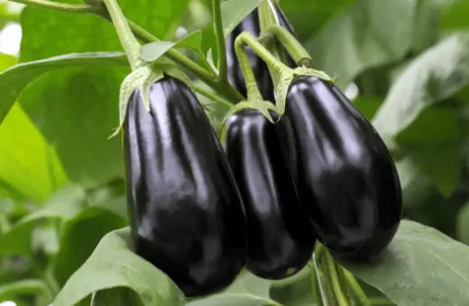 aubergine can be a great alternative for chayote in a recipe
