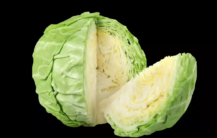 cabbage is a versatile vegetable which is very common for your kitchen