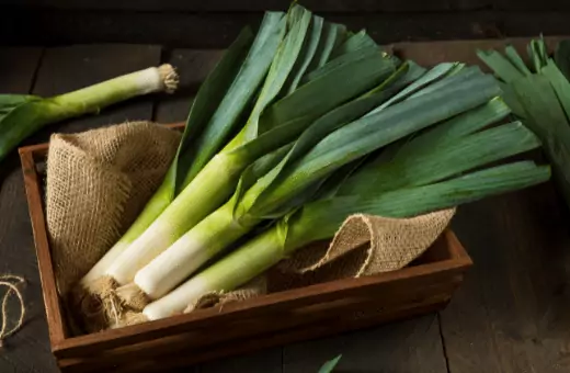leek is a popular substitute for fennel bulb In soup