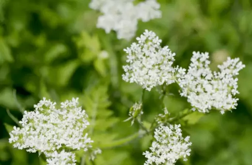 sweet cicely is a popular alternative for fennel bulb in soup