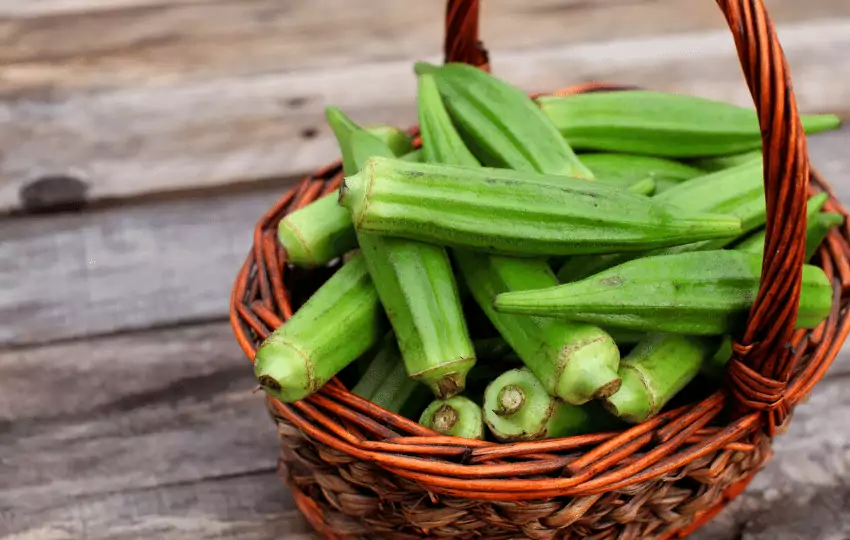 okra is a popular vegetable for cooking and it has a unique taste and texture that is similar to spinach