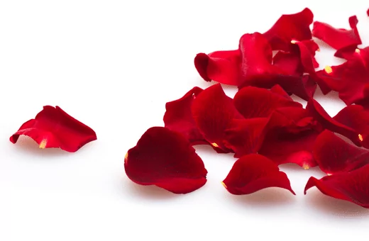 rose petals are a delicious ingredient that can be used to substitute for rose water in cooking