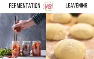 fermentation vs leavening