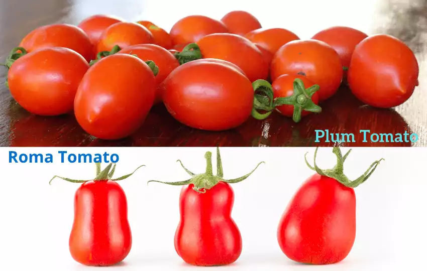 plum tomato vs roma tomatoes