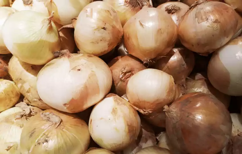 vidalia onions are sweeter and milder in flavor than regular onions making them ideal for many recipes