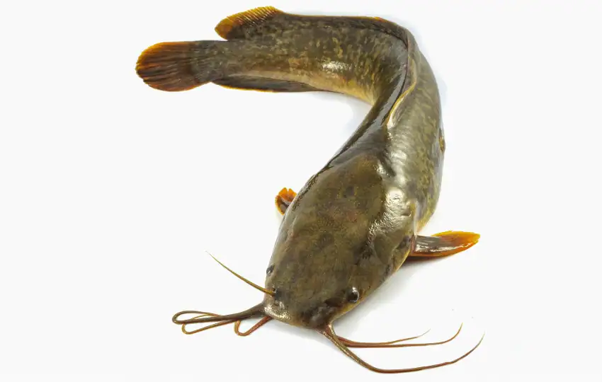catfish is a popular ingredient in soups and stews