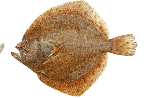 flounder is often used as a alternative for catfish