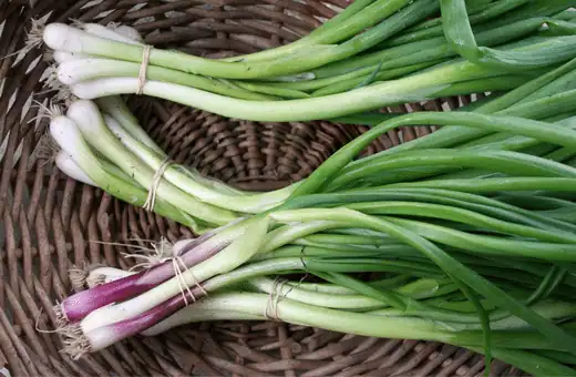 scallion is a great spanish onion substitute