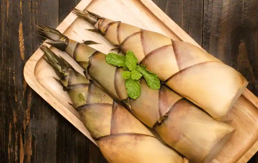 bamboo shoots are the young tender sprouts of bamboo that grow underground