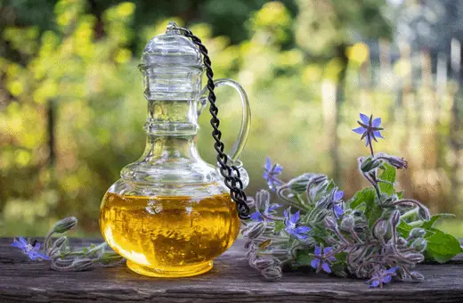 borage seed oil is an ideal alternative for safflower oil 