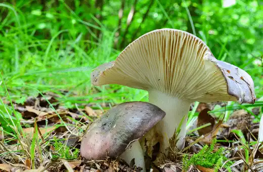 Charcoal Burner mushrooms good substitute of Shiitake Mushrooms