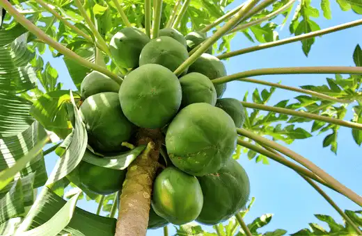 Green papaya can be substituted for chayote in recipes.