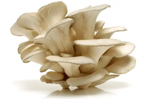 OYSTER MUSHROOM  good substitute of Shiitake Mushrooms