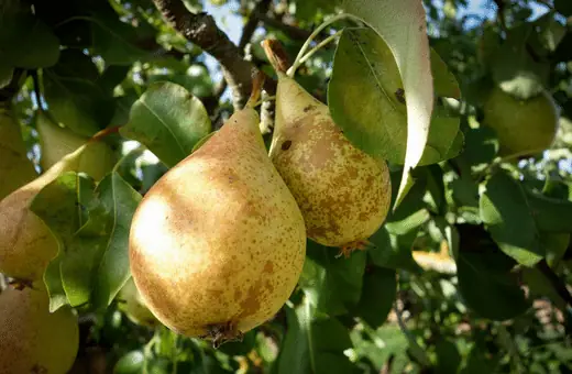 Comice pears can be used as a substitute for Asian pears in cooking.