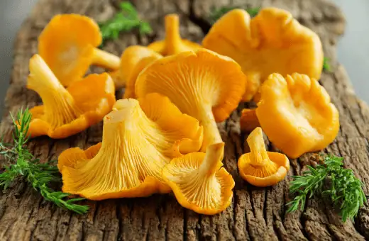 chanterelle mushroom is a great chestnut mushroom substitute