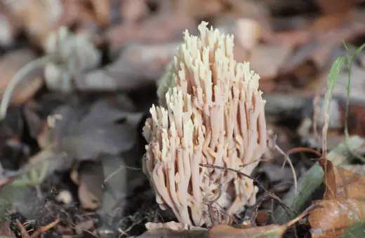 coral mushrooms have a delicate and nutty flavor that is a good oyster mushroom substitute