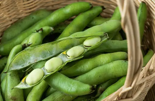 fava beans are good edamame substitute