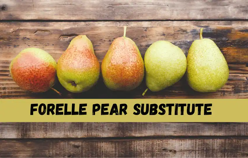 forelle pear is a small sweet and firm variety of pear