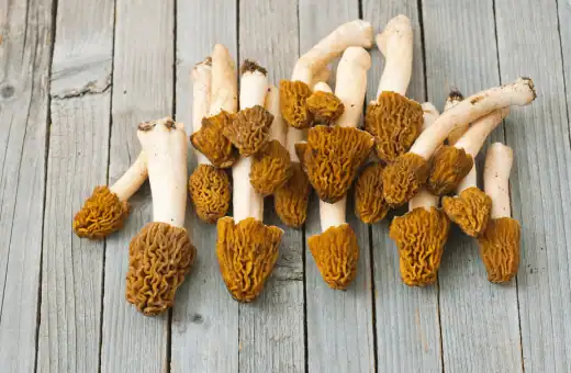 morels are great chestnut mushroom substitute