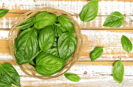 basil leaves are one of the closest substitutes for bay leaves