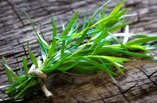 tarragon is the nice substitute for rosemary