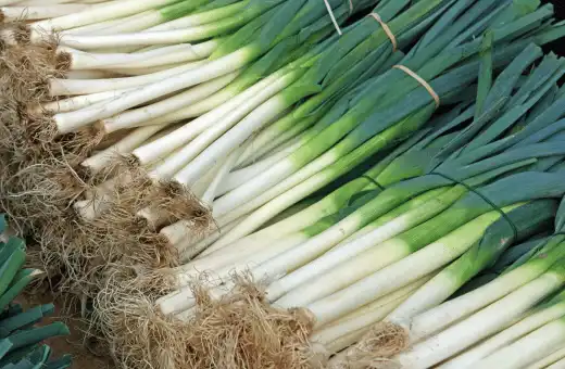 leeks are good replacements for celery