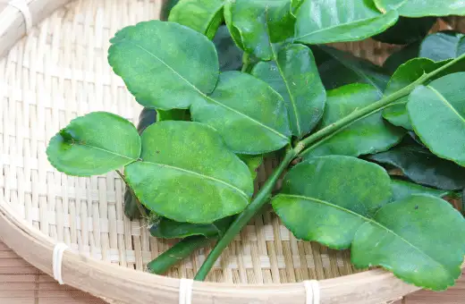 lime leaves can use as pandan leaves alternate