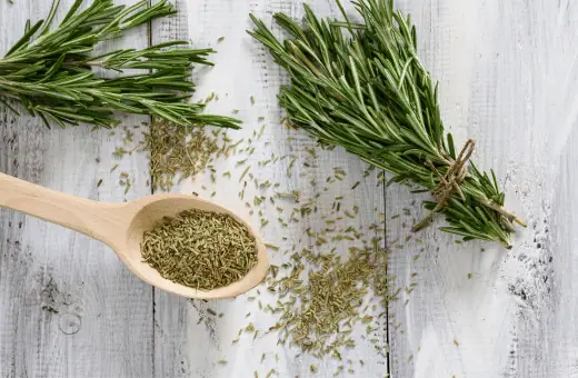 rosemary is an excellent replacement for fresh marjoram
