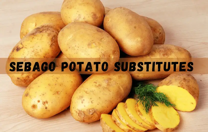 sebago potatoes are a starchy variety of potato typically oblong in shape