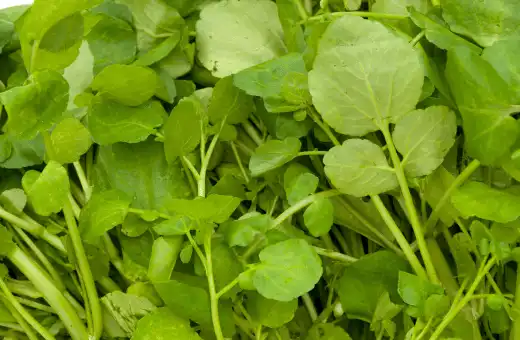 watercress is a good replacement for sorrel