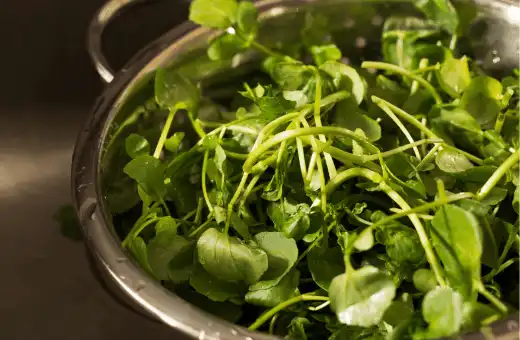 watercress is a nice replacements for dandelion greens