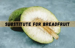 breadfruit is a tropical fruit that belongs to the mulberry family
