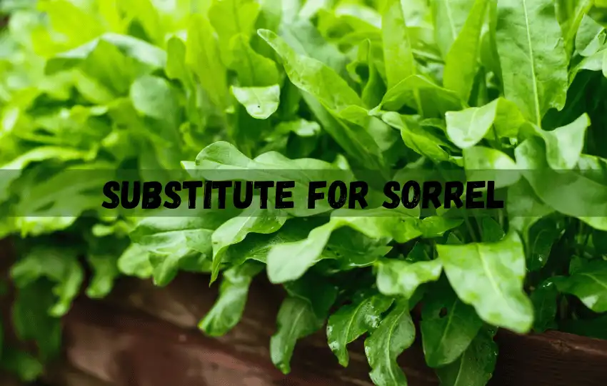 sorrel is a leafy green herb that belongs to the buckwheat family