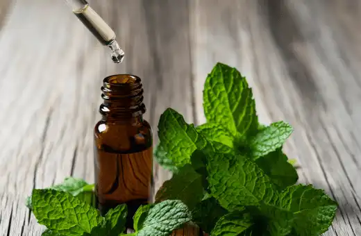 peppermint extract is ideal substitute for mint